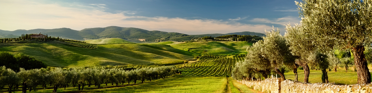 plantaz olivovniku 1